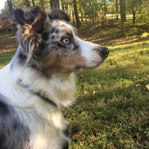 Meet your Posher, Elliott